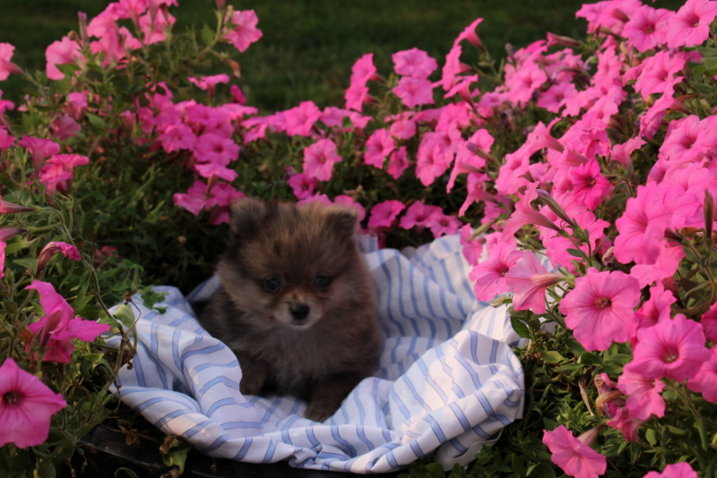 puppy, for, sale, Pomeranian, Matthew B. Stoltzfus, dog, breeder, Gap, PA, dog-breeder, puppy-for-sale, forsale, nearby, find, puppyfind, locator, puppylocator, aca